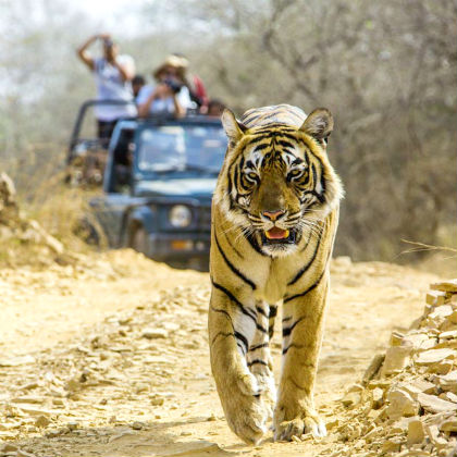 Golden Triangle with Corbett