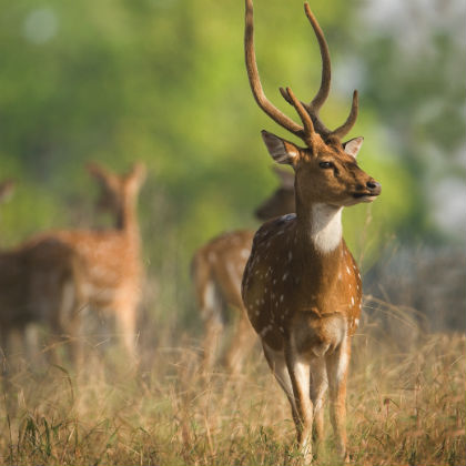 Indian Jungle Safari Tour