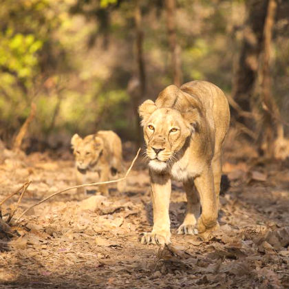 Lions & Tigers Tour to India