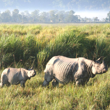 Northeast India Wildlife Tour