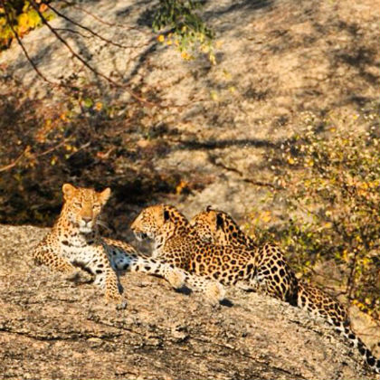 Tiger & Leopard Safari Tour