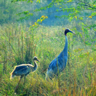 Bharatpur