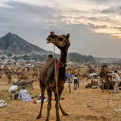 Rajasthan with Pushkar Fair