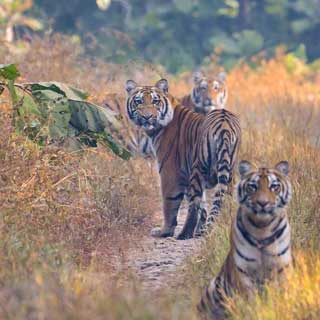 South India Wildlife Tour